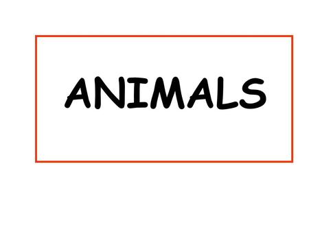 ANIMALS Bears and pigs and Kangaroos are all ANIMALS.