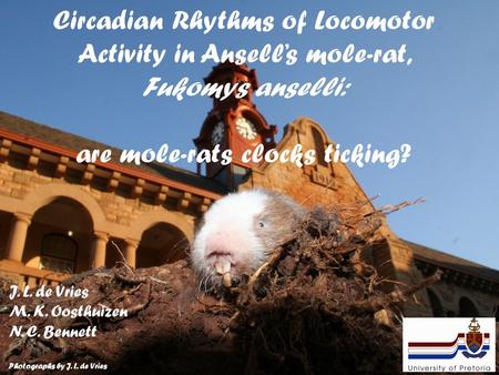 Circadian Rhythms of Locomotor Activity in Ansell’s mole-rat, Fukomys anselli: are mole-rats clocks ticking? J. L. de Vries M. K. Oosthuizen N. C. Bennett.