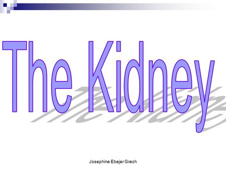 Josephine Ebejer Grech. The Kidneys Your kidneys are two bean- shaped organs, each about the size of your fist. They are located in the middle of your.