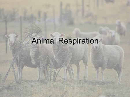 Animal Respiration Function of Respiratory System To obtain and use oxygen To eliminate carbon dioxide.