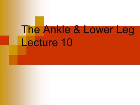The Ankle & Lower Leg Lecture 10