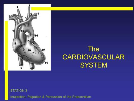 The CARDIOVASCULAR SYSTEM STATION 3 Inspection, Palpation & Percussion of the Praecordium.