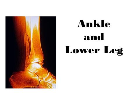 Ankle and Lower Leg.