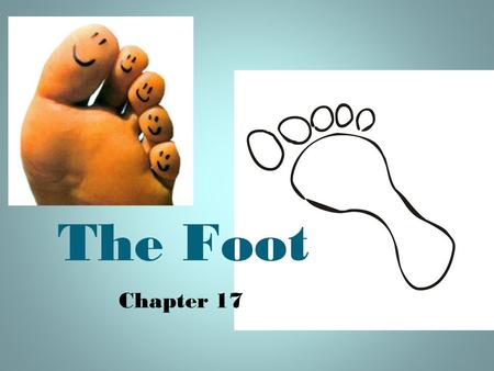 The Foot www.peakorthopedics.com/book/export/html/45 Chapter 17.