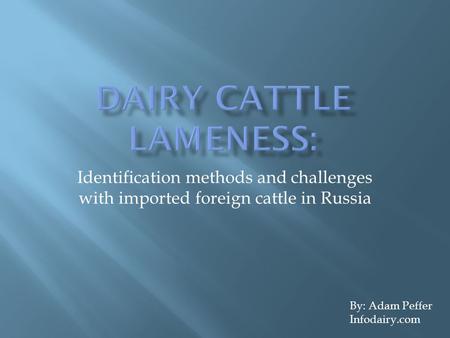 Dairy Cattle Lameness: