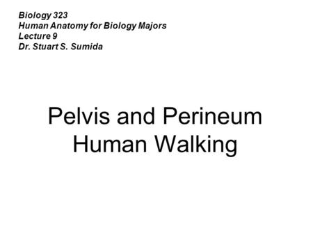 Biology 323 Human Anatomy for Biology Majors Lecture 9 Dr. Stuart S. Sumida Pelvis and Perineum Human Walking.