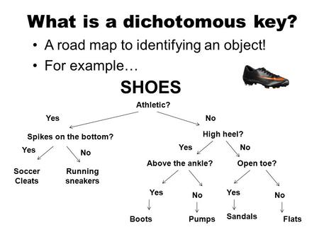 What is a dichotomous key? A road map to identifying an object! For example… SHOES Athletic? No Spikes on the bottom? Open toe?Above the ankle? High heel?