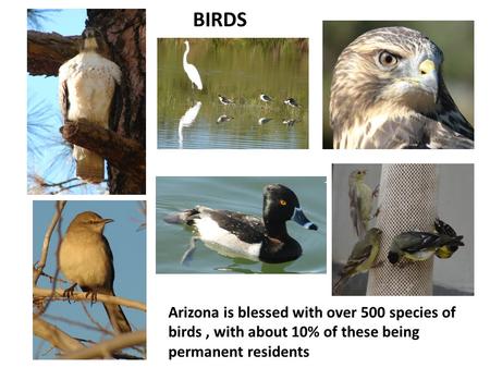 BIRDS Arizona is blessed with over 500 species of birds, with about 10% of these being permanent residents.