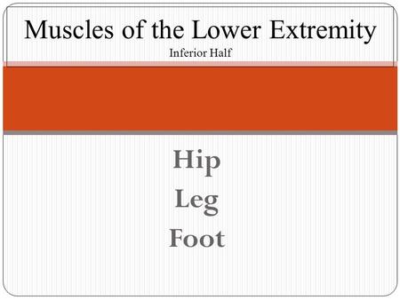 Muscles of the Lower Extremity Inferior Half