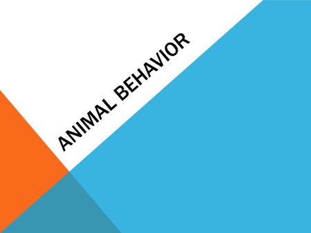 ANIMAL BEHAVIOR. TERMS TO KNOW Instinct – (reflexes and responses) what the animal has at birth. Ex. Nursing, searching for food. Habituation – learning.
