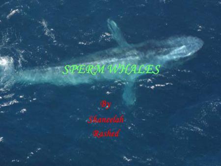 SPERM WHALES By Shaneelah Rashed CONTENTS  What is a Sperm Whale?  Where does a Sperm Whale live?  What does a Sperm Whale look like?  What NOT to.