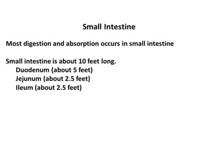 Small Intestine Most digestion and absorption occurs in small intestine Small intestine is about 10 feet long. Duodenum (about 5 feet) Jejunum (about 2.5.