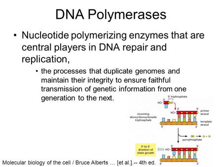 DNA Polymerases Nucleotide polymerizing enzymes that are central players in DNA repair and replication, the processes that duplicate genomes and maintain.