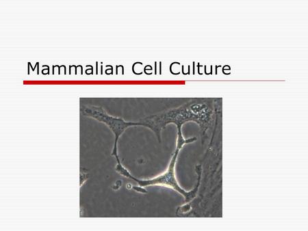 Mammalian Cell Culture. What is cell culture, exactly?  Cells, previously growing in a human or animal modified to grow in plastic or glass In the body.