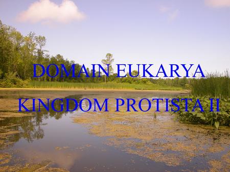 DOMAIN EUKARYA KINGDOM PROTISTA II. Multicellular Protista (Red, Brown, & Green algae)  Major primary producers in aquatic systems  Provide home for.