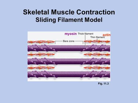 Skeletal Muscle Contraction Sliding Filament Model actin myosin Fig. 11.3.