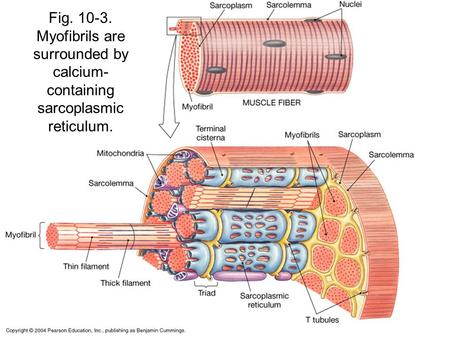 Fig. 10-3. Myofibrils are surrounded by calcium- containing sarcoplasmic reticulum.