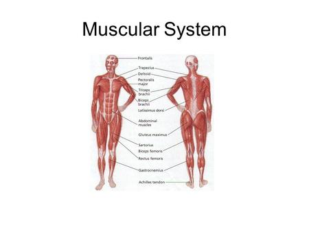 Muscular System.