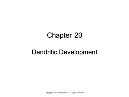 Chapter 20 Dendritic Development Copyright © 2014 Elsevier Inc. All rights reserved.
