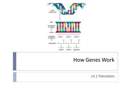 How Genes Work 14.1 Translation. What is translation?  Conversion of code to polypeptide  Happens in cytoplasm  Players  tRNA  Anticodon  mRNA 