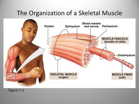 The Organization of a Skeletal Muscle Figure 7-1.