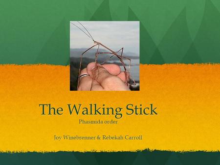 The Walking Stick Phasmida order Joy Winebrenner & Rebekah Carroll.