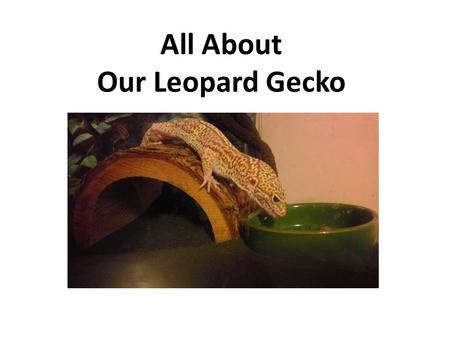 All About Our Leopard Gecko Unlike other geckos, leopard geckos have moveable eyelids. All leopard geckos are potential carriers of infectious diseases,