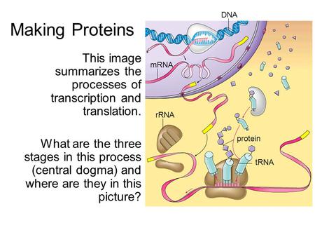Making Proteins DNA This image summarizes the processes of transcription and translation. What are the three stages in this process (central dogma) and.