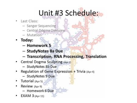 Unit #3 Schedule: Last Class: – Sanger Sequencing – Central Dogma Overview – Mutation Today: – Homework 5 – StudyNotes 8a Due – Transcription, RNA Processing,