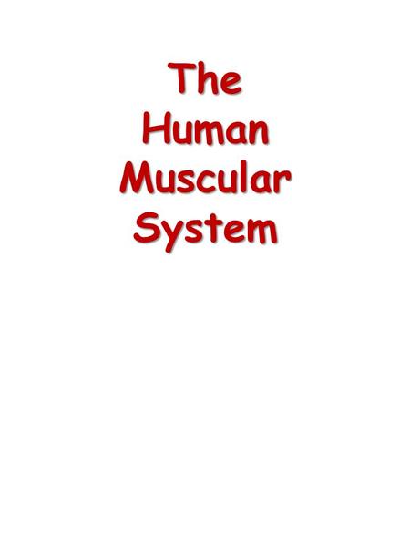The Human Muscular System. Types of Muscle Cardiac Muscle Cardiac Muscle – Striated muscle found only in the heart – Under involuntary control – Only.