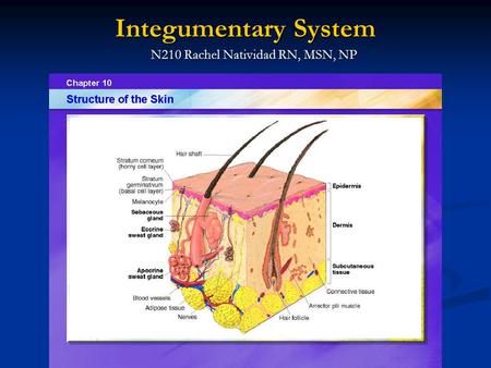 Integumentary System N210 Rachel Natividad RN, MSN, NP.