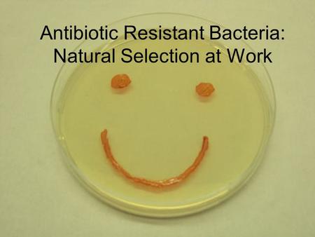 Antibiotic Resistant Bacteria: Natural Selection at Work.