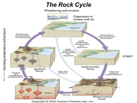 The Rock Cycle. Sedimentary Processes 1 2) & 3) Sediments are transported and deposited 4.