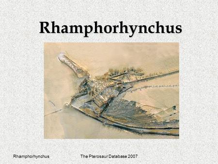 RhamphorhynchusThe Pterosaur Database 2007 Rhamphorhynchus.