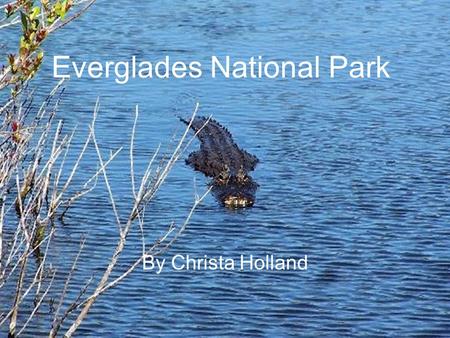 Everglades National Park By Christa Holland. Location Region – Southeast State – Florida Capital – Tallahassee Longitude – 80.70000°W Latitude – 26.0000°N.