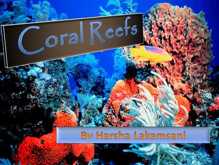Introduction Coral Reefs are made of limestone structures of dead and living stony coral Coral polyps are formed by red and green coralline algae Coral.