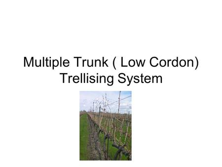 Multiple Trunk ( Low Cordon) Trellising System. Yield, Quality, Cost are important in that order. If you don’t have a minimum yield you are not in business.