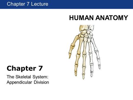 The Skeletal System: Appendicular Division