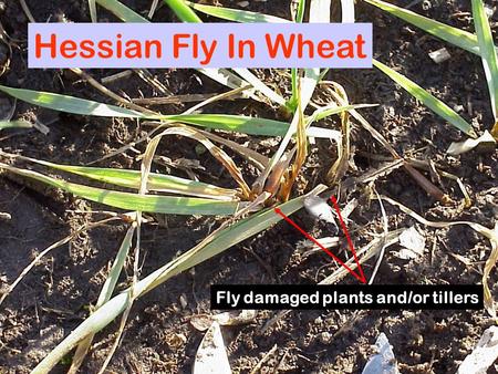 Hessian Fly In Wheat Fly damaged plants and/or tillers.