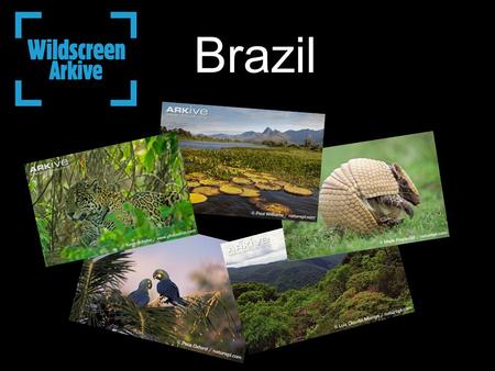 Brazil. Where is Brazil? Brazil is home to at least 103,870 animal species and between 43,000 and 49,000 plant species. Each year about 700 new animal.
