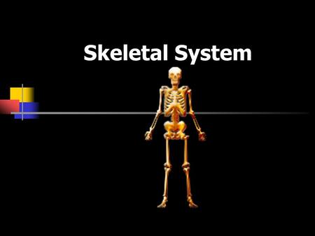 Skeletal System.