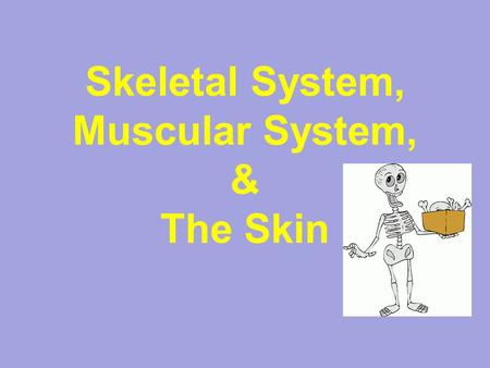 Skeletal System, Muscular System, & The Skin