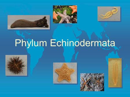 Phylum Echinodermata End show End show Jenna Hellack Fall 2000 Echinodermata l Bilateral larvaeradial adults l Bilateral larvae, radial adults. five.