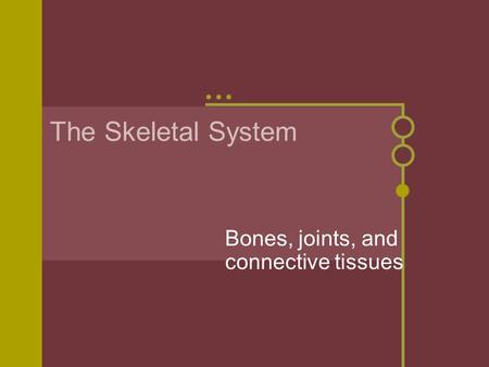 The Skeletal System Bones, joints, and connective tissues.