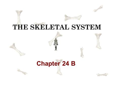 THE SKELETAL SYSTEM Chapter 24 B.
