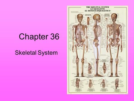 Chapter 36 Skeletal System.