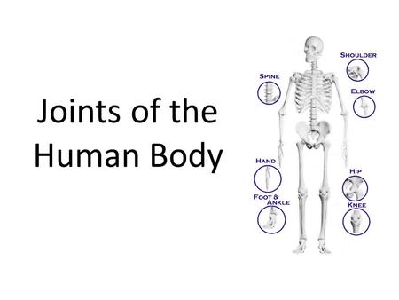 Joints of the Human Body. Joints Joints are the ________________(or articulations) between _________connected bones. Joints ________________________ _______________________________.