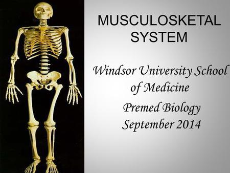 MUSCULOSKETAL SYSTEM Windsor University School of Medicine