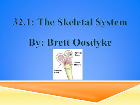 32.1: The Skeletal System By: Brett Oosdyke.