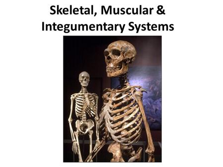 Skeletal, Muscular & Integumentary Systems